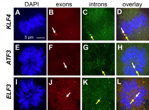 Paper Highlights New Findings Regarding Cell Division