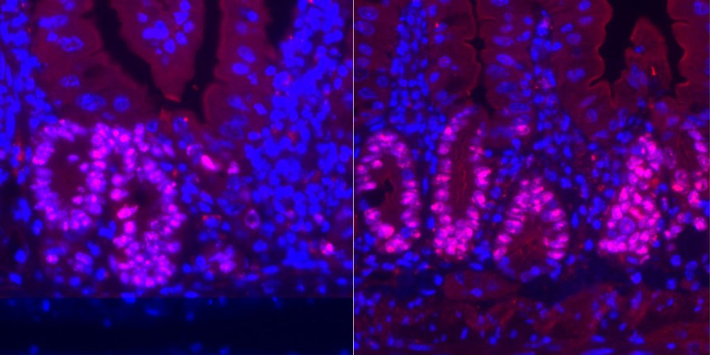 Penn Vet Researcher Publishes Paper on the Relationship between Calorie Restriction and Intestinal Regeneration