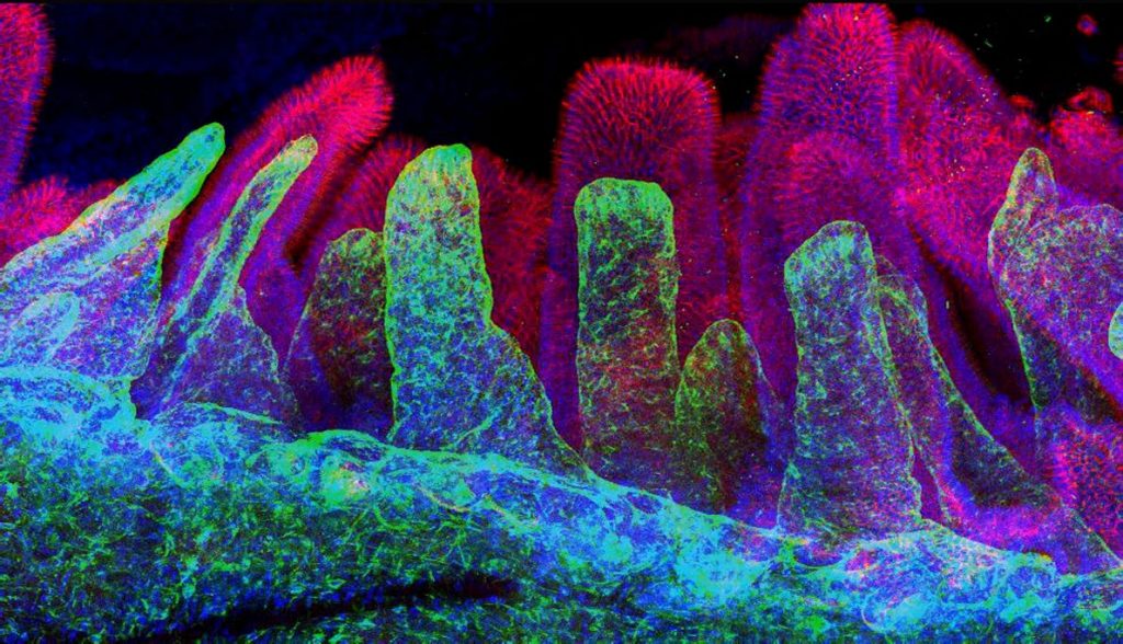 Study Published on the Intestinal Stem Cell Niche