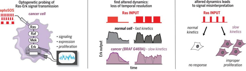 Paper published on signal disruptions and cell fates