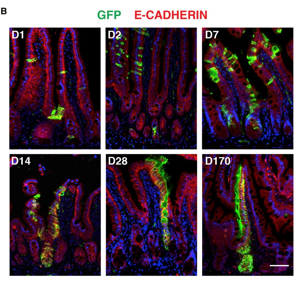 Paper published on Krt15+ crypt cells