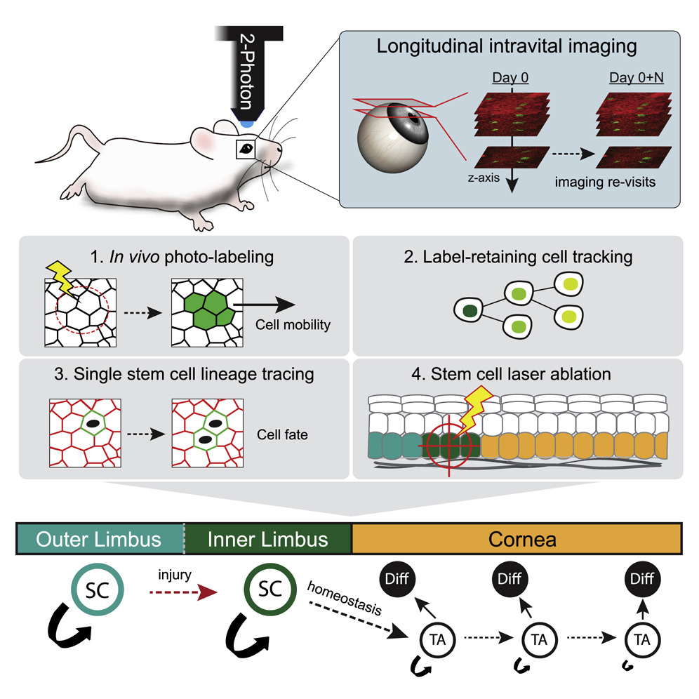 New research uncovers distinct roles for corneal stem cells