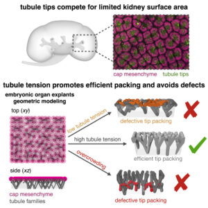 Epithelial tubule tip packing increases at the kidney surface over developmental time