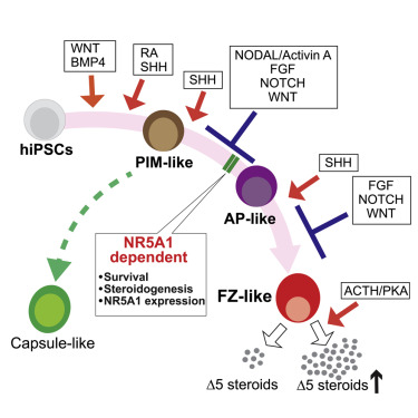 Reconstitution of human adrenocortical specification and steroidogenesis using induced pluripotent stem cells