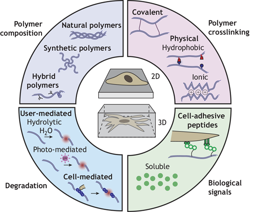 Modeling development using hydrogels