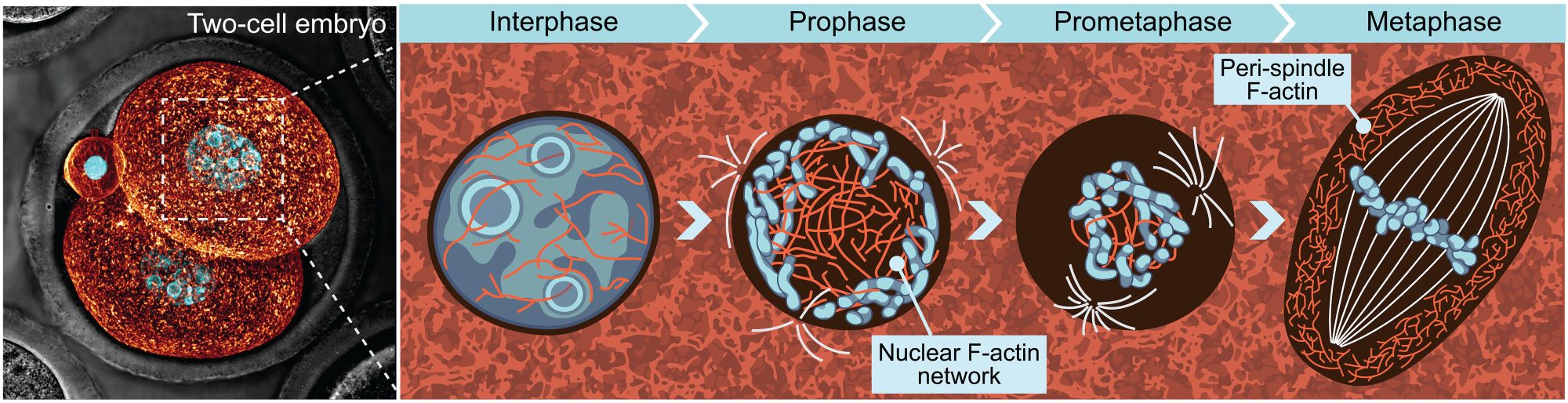 Plachta lab uses live-embryo imaging to elucidate important role of actin filaments early embryo mitosis