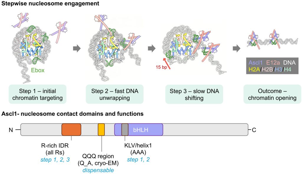 Figure 1. Stepwise nucleosome engagement by Ascl1-E12a enabled by distinct histone contact modes