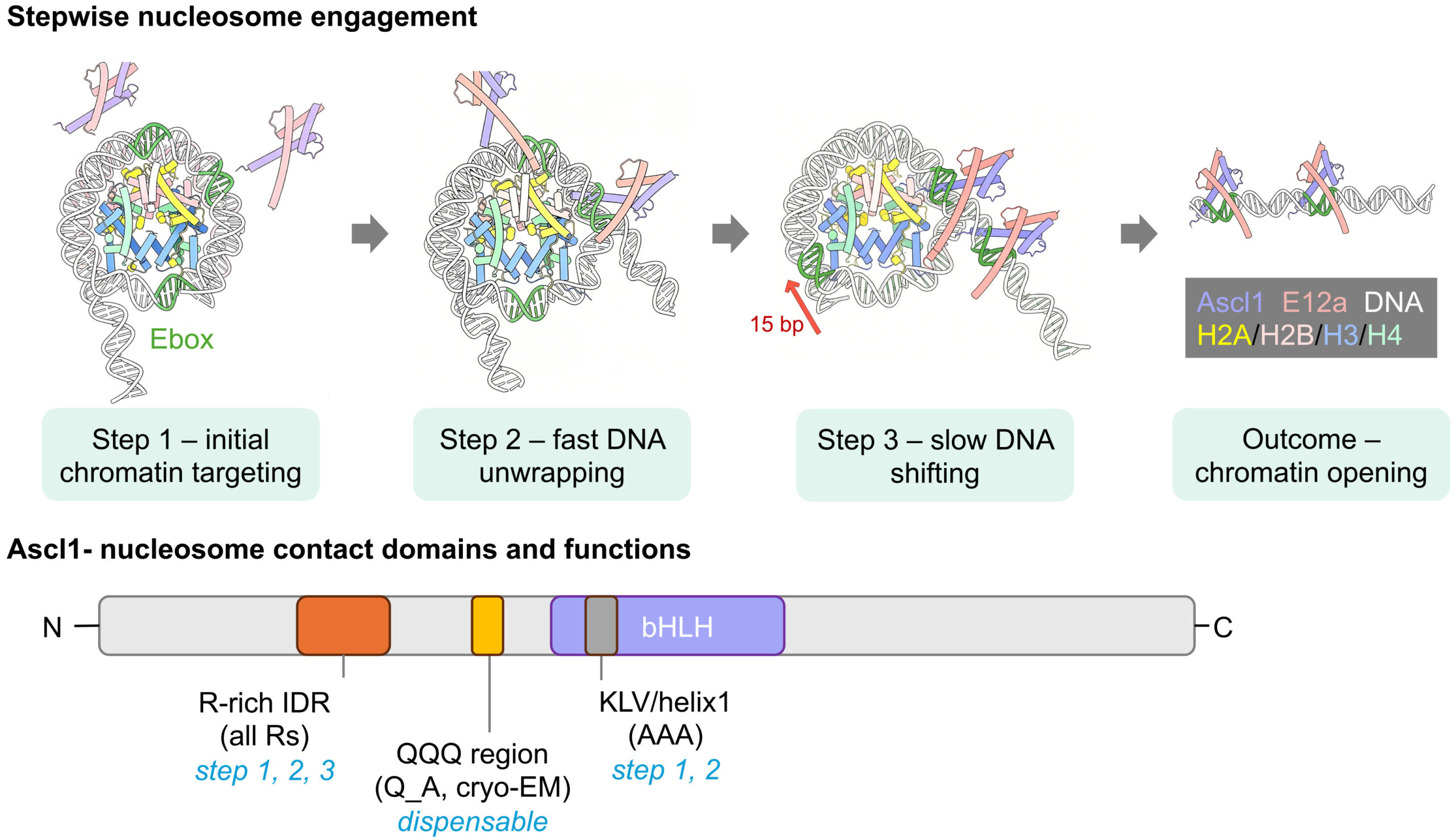 Molecular Cell: Nucleosomes as active platforms for pioneer factor action